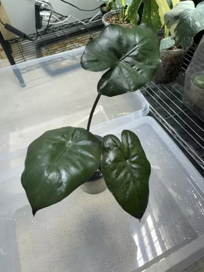 plant/Alocasia Yukatan Princess-1-thumbnail