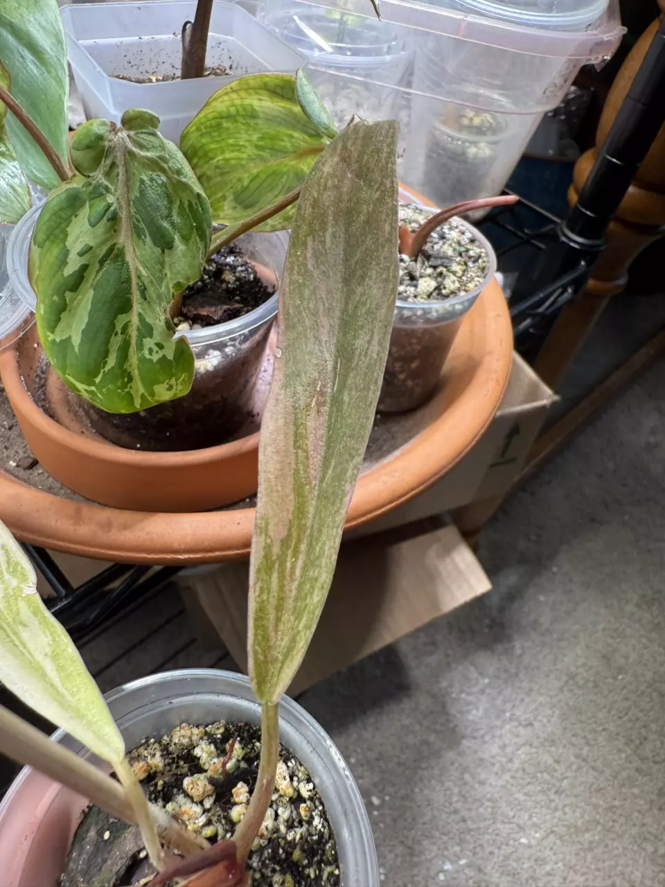 plant/Caramel marble-4