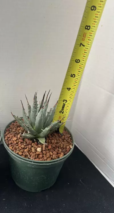 plant/Agave Utahensis var Navadenesis-4-thumbnail
