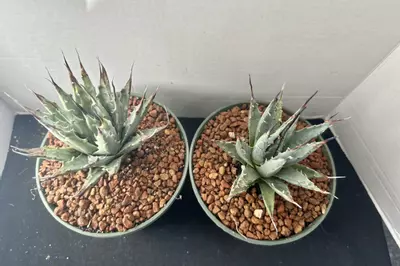 plant/Agave Utahensis var Navadenesis-1-thumbnail