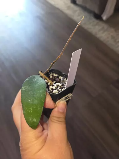 plant/Hoya flagellata rooted-0-thumbnail