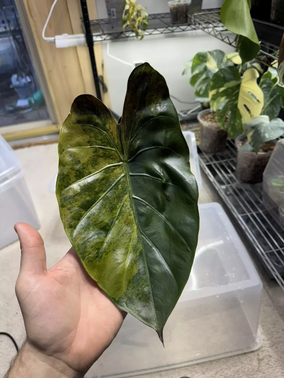 plant/Alocasia Wentii “Gold” Aurea-1