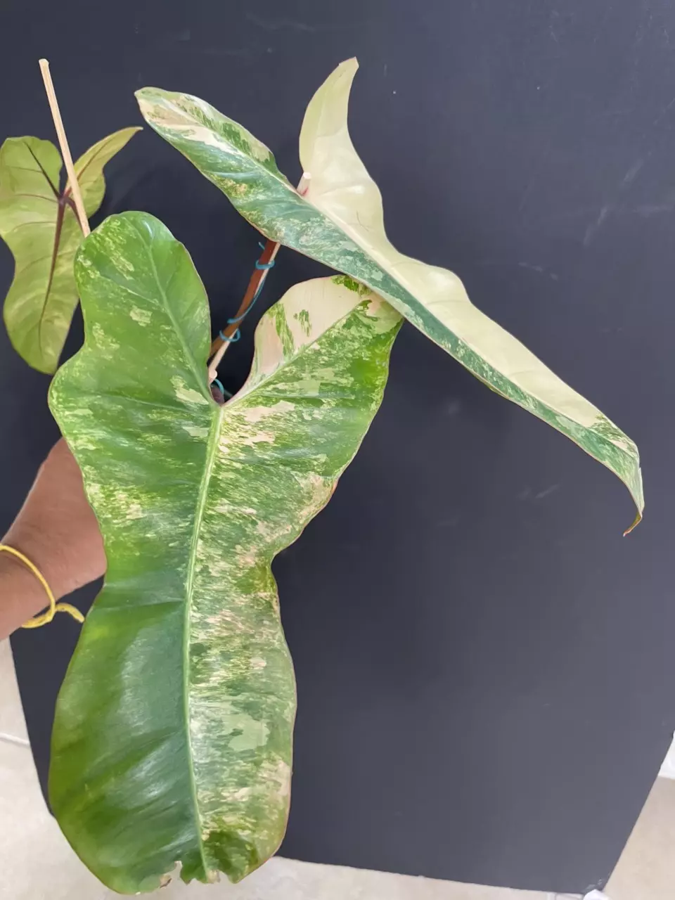 plant/Philodendron Flob x Billie “ Jennifer”-0