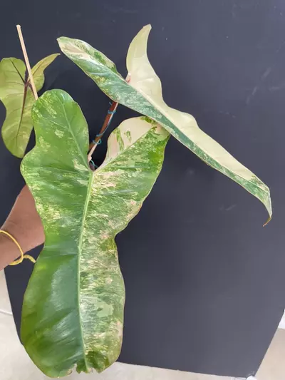 plant/Philodendron Flob x Billie “ Jennifer”-0-thumbnail