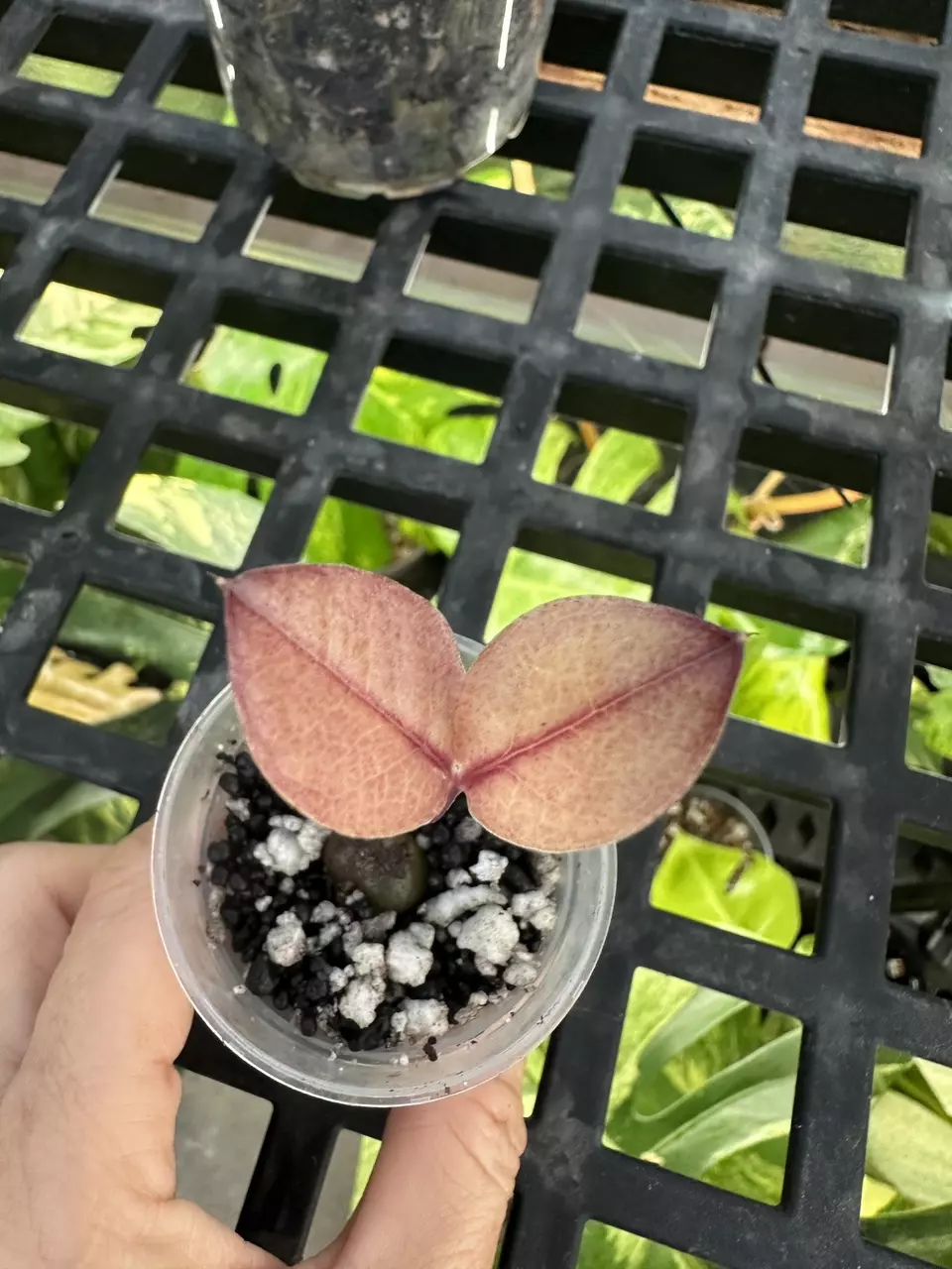 plant/ZZ Raven Variegated-0