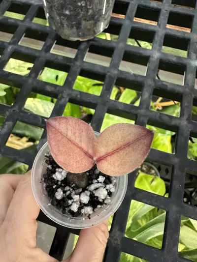 plant/ZZ Raven Variegated-0-thumbnail