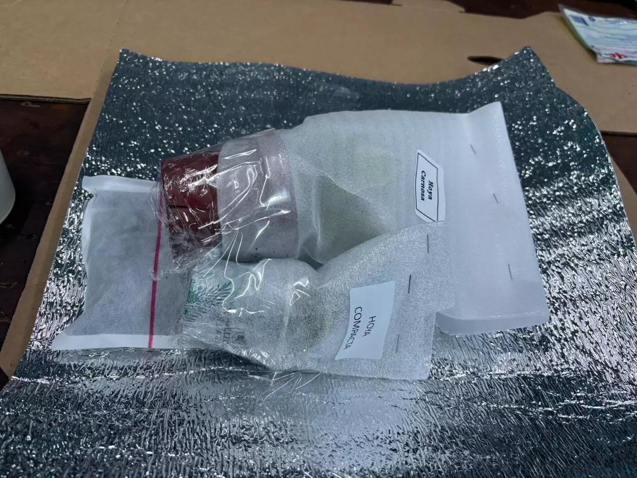 plant/Winter insurance-1