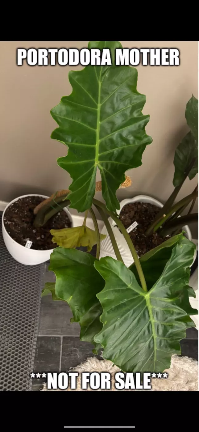 plant/CHUNKY Alocasia Portadora Rooted Corm-1