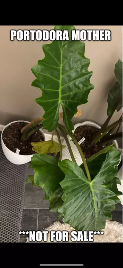 plant/CHUNKY Alocasia Portadora Rooted Corm-1-thumbnail