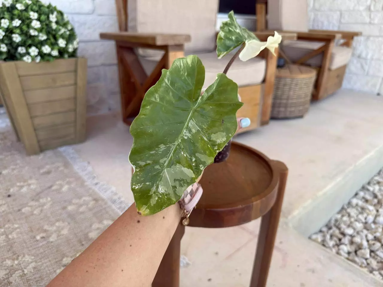 plant/Alocasia Albo Low Rider-1