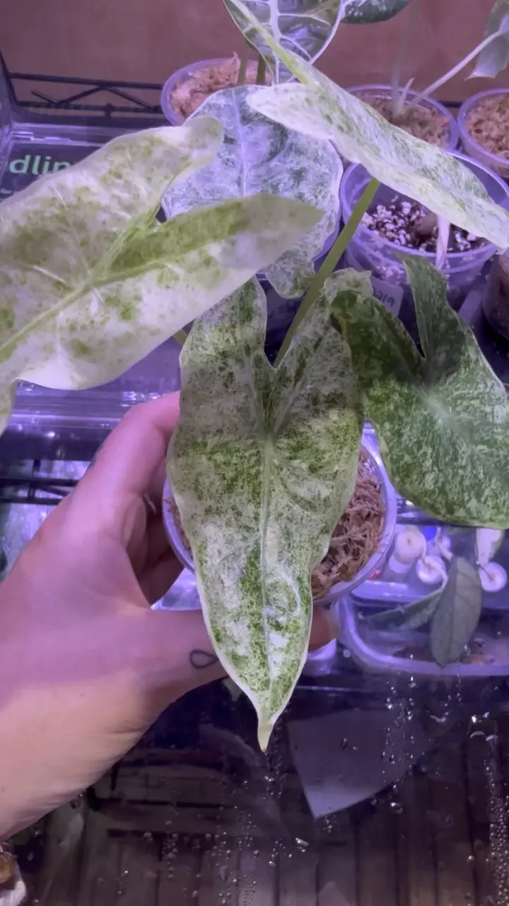 plant/Longiloba Mottled-3