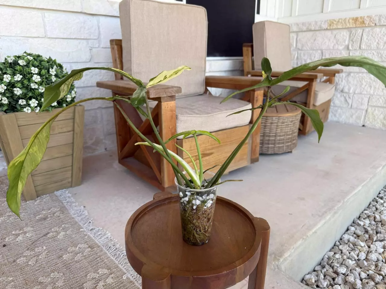 plant/Variegated Joepii Philodendron-3