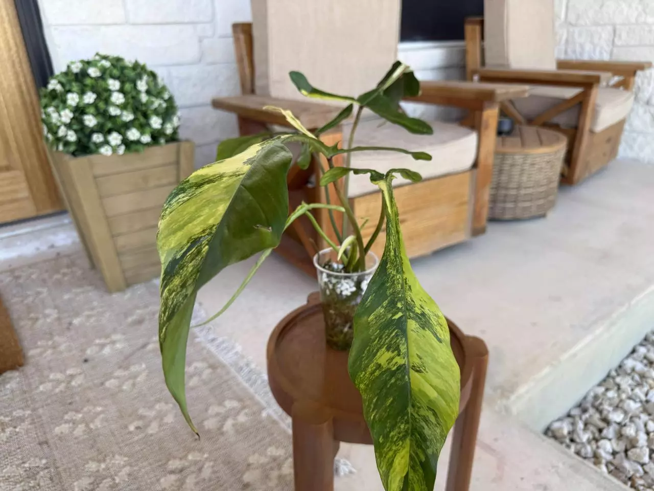 plant/Variegated Joepii Philodendron-0