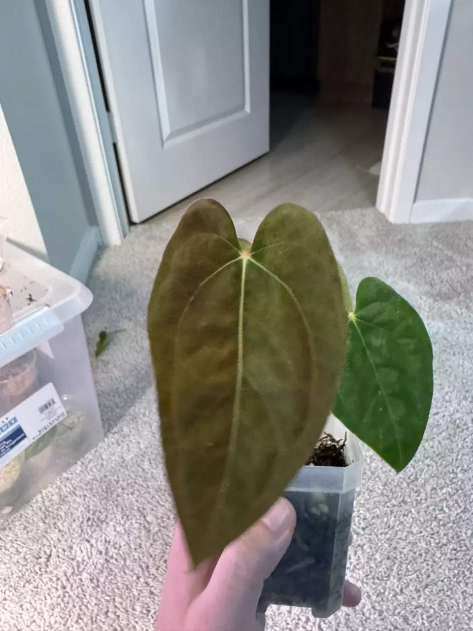 plant/RL self x Guna Yala-0