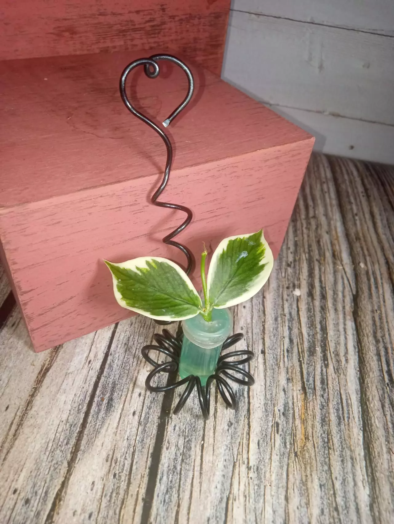 plant/Hoya polyneura 'outer variegated' (albo)-0