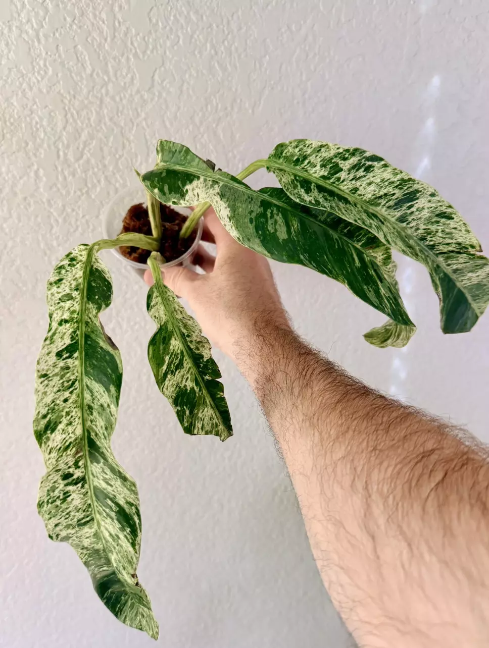 plant/Epipremnum Gigantum Variegated-3