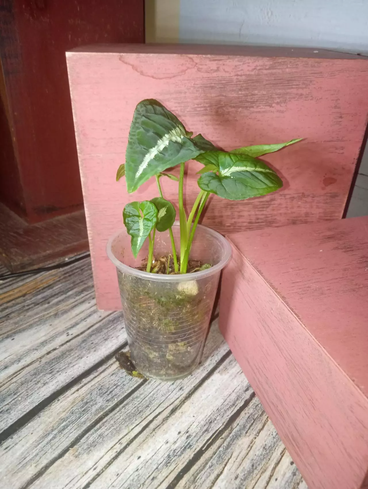 plant/Syngonium wendlandii (X2) (0183)-1