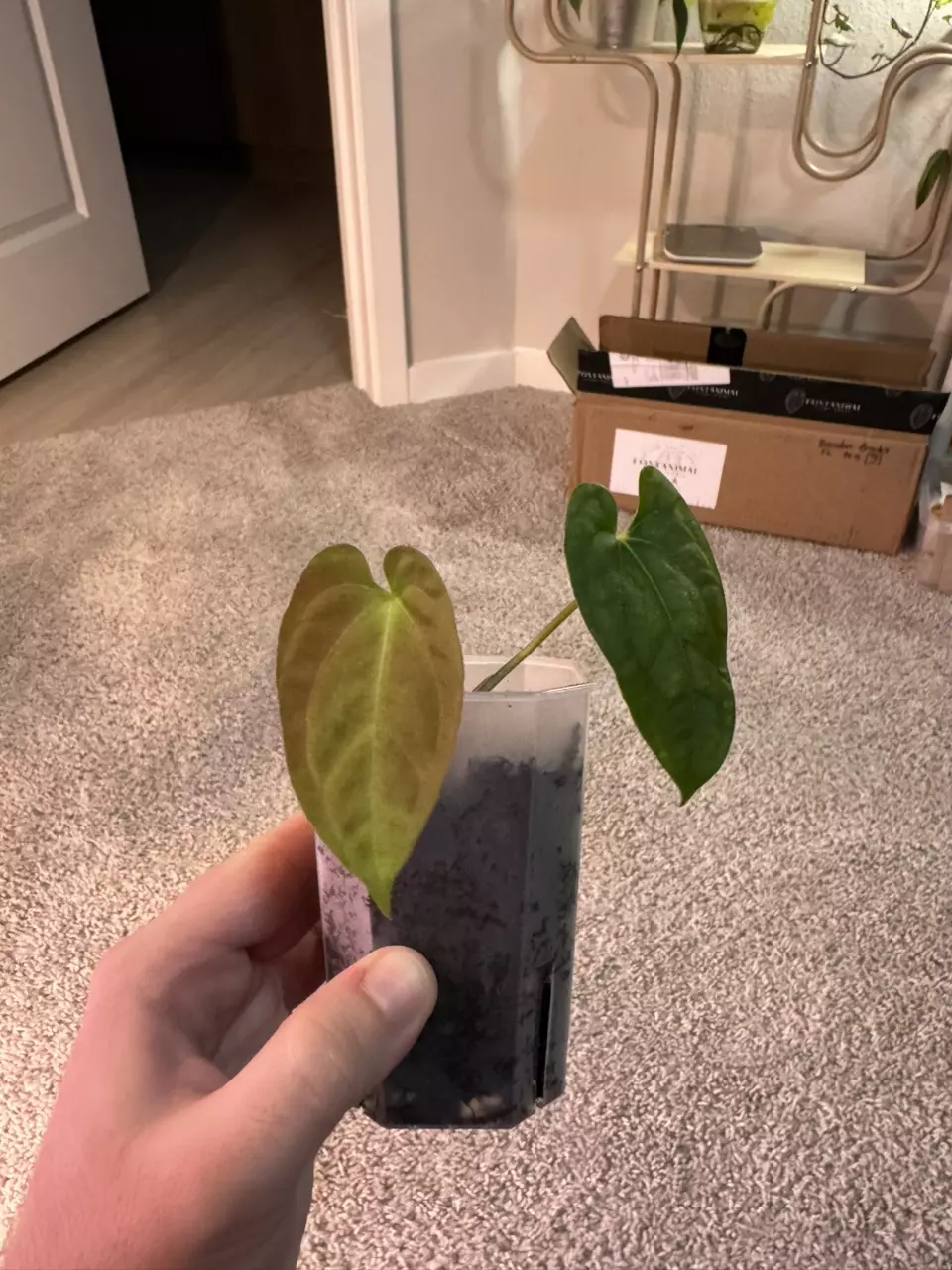 plant/Pap RA 2 x (Carla x sp Nov df)-2