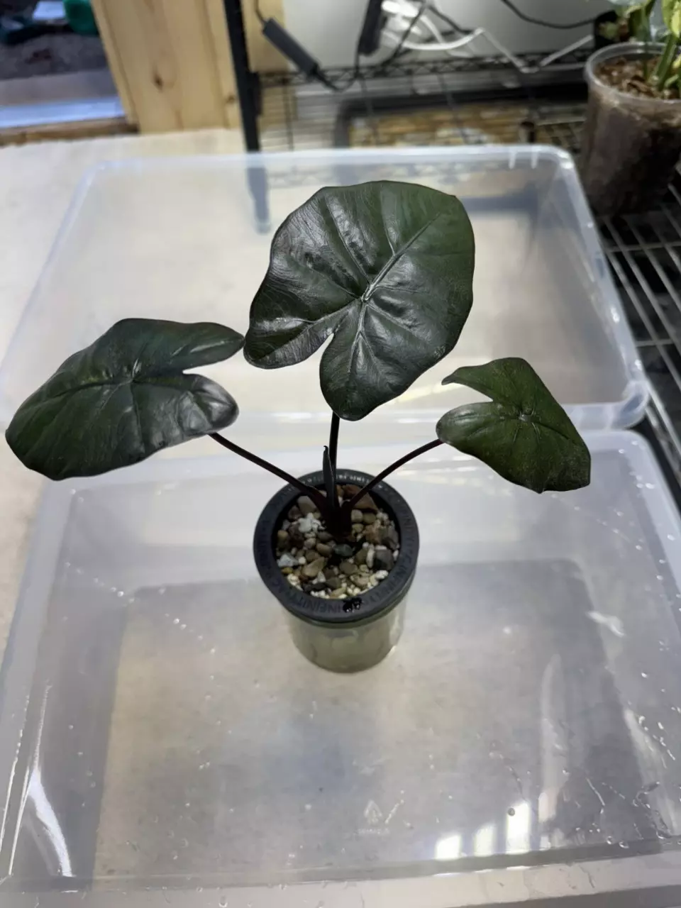 plant/Alocasia Yukatan Princess-1