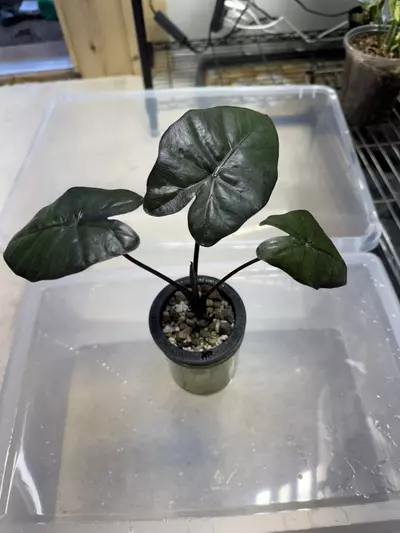 plant/Alocasia Yukatan Princess-1-thumbnail