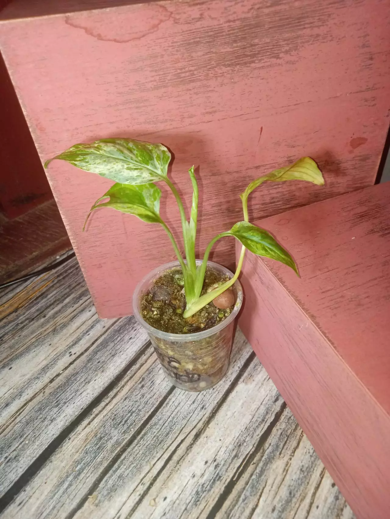 plant/Monstera adansonii variegated 'mint' (0180)-1