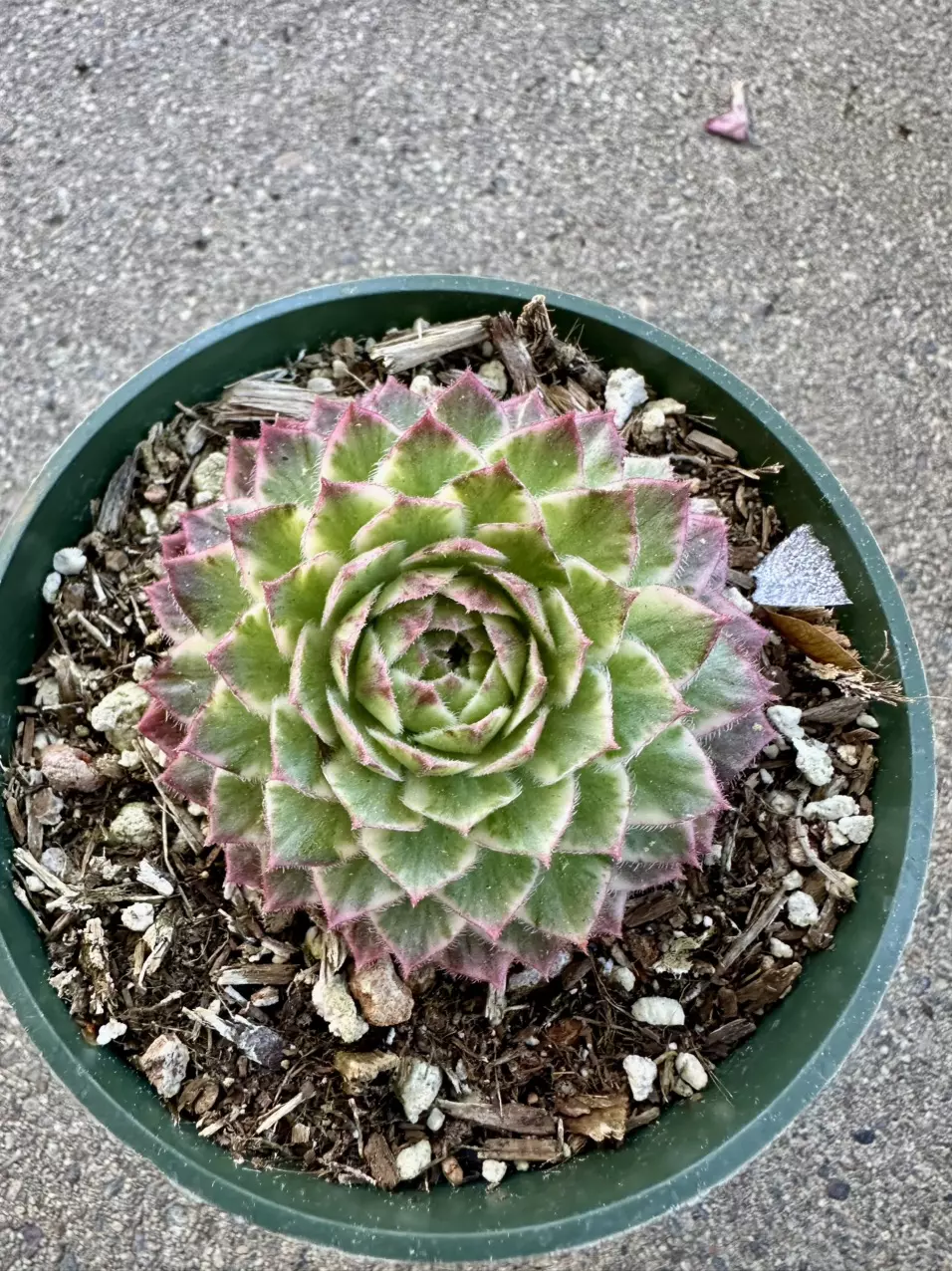 plant/Sempervivum lotus blossom-0