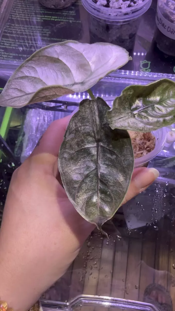 plant/🦄Azlanii Pink Mint🦄-1