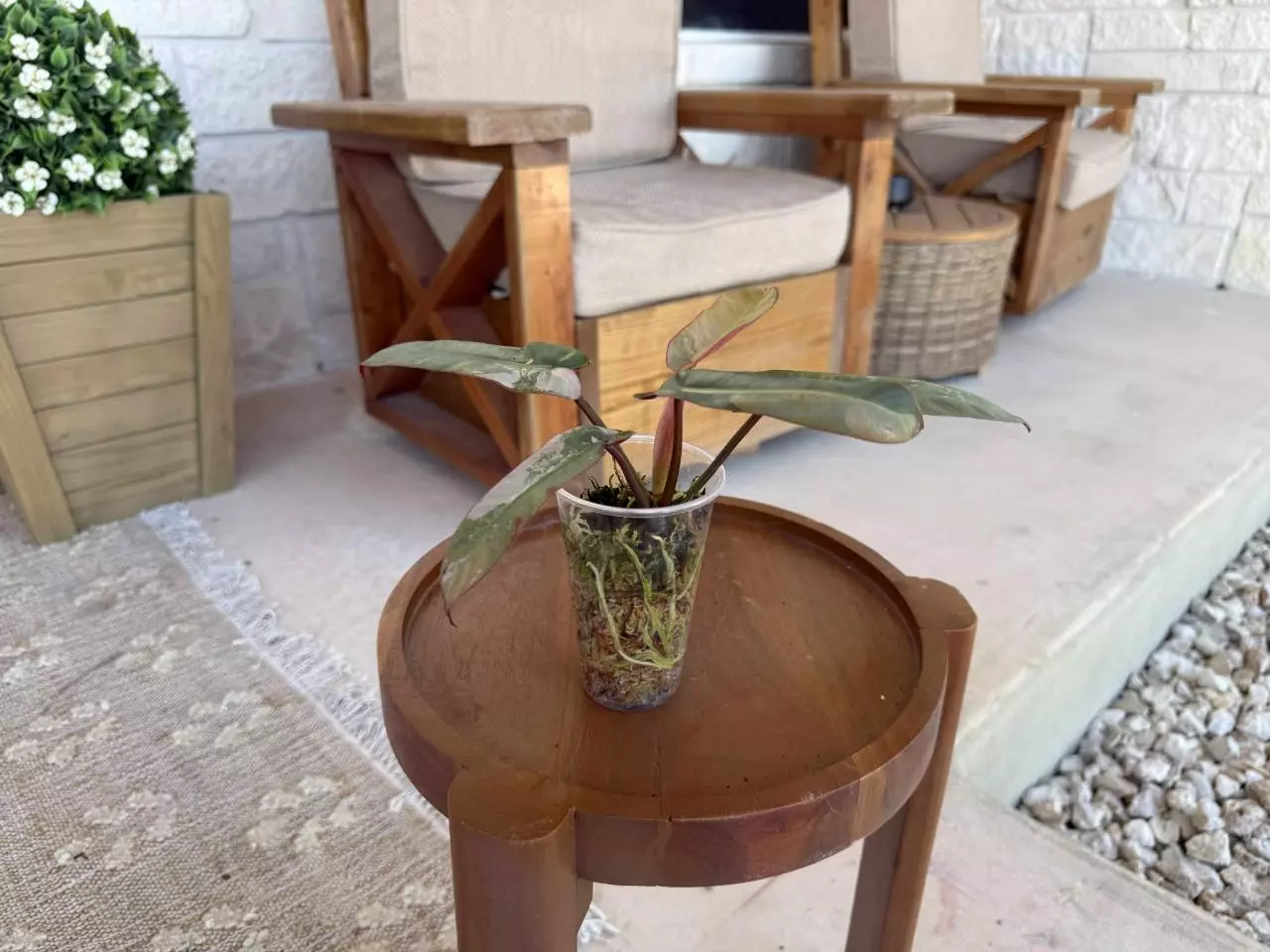 plant/Pink Atabopoense Philodendron-4