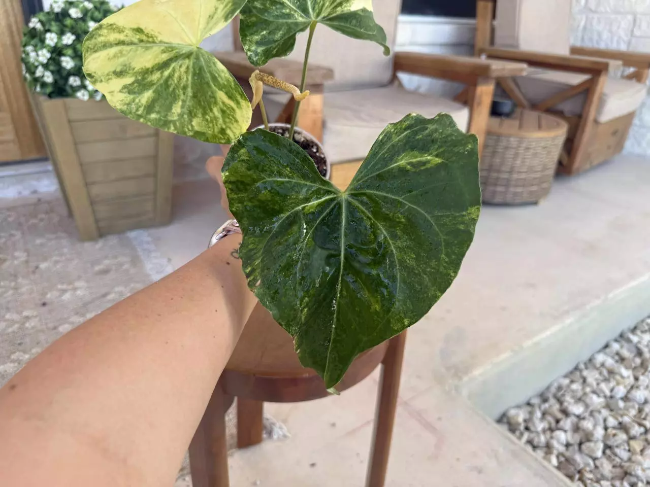 plant/Anthurium Pterodactyl Variegated-8