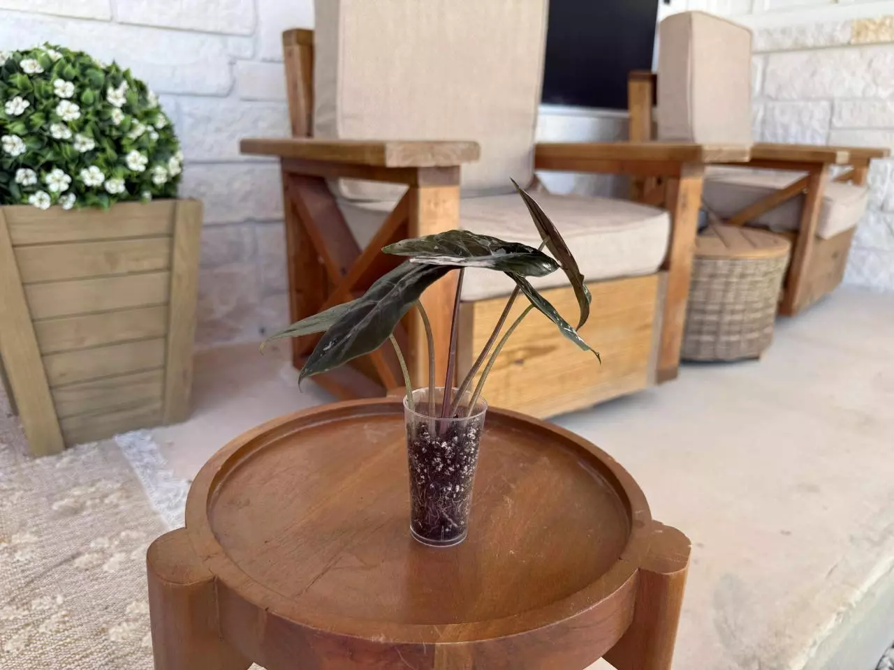 plant/Alocasia Pink Chantrieri-5