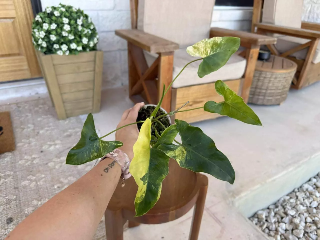 plant/Philodendron Williamsii Variegated-5