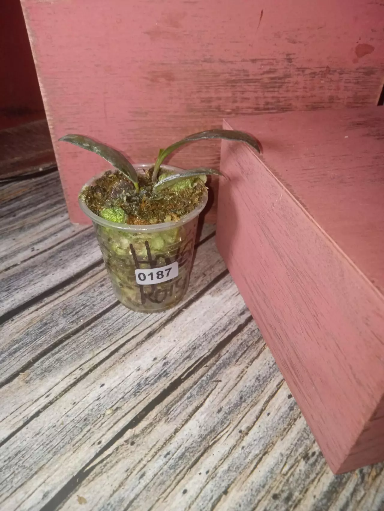 plant/Hoya Rosita (0187)-1