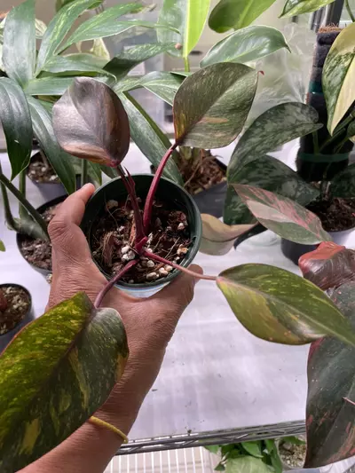 plant/60 Philodebdron Orange Princess-0-thumbnail