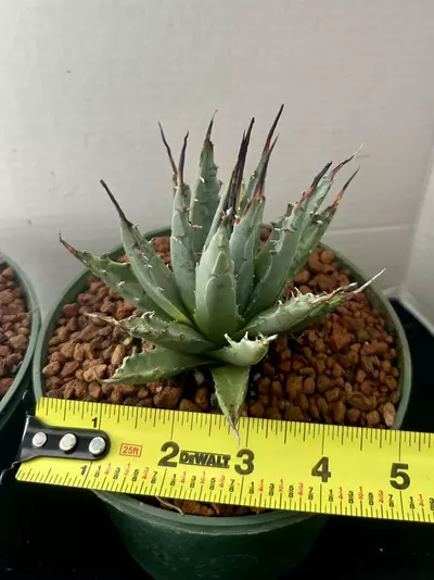 plant/Agave Utahensis var Navadenesis-5-thumbnail