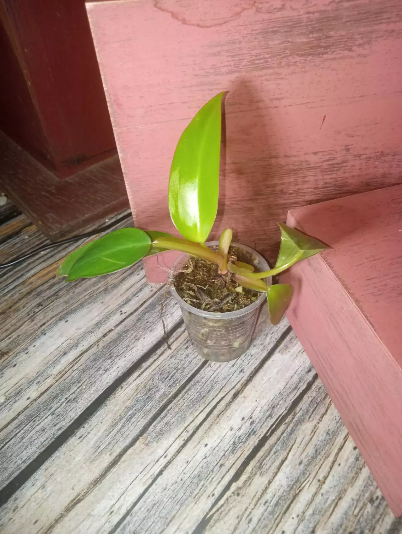 plant/Philodendron red emerald (0184)-0