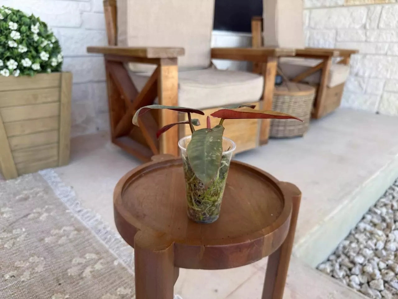 plant/Pink Atabopoense Philodendron-1