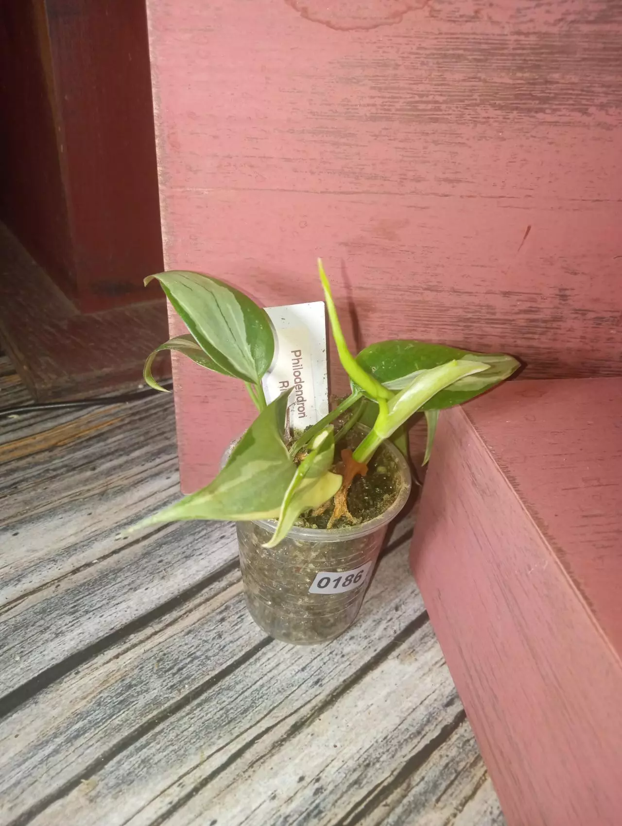 plant/Philodendron hederaceum 'rio' (0186)-0