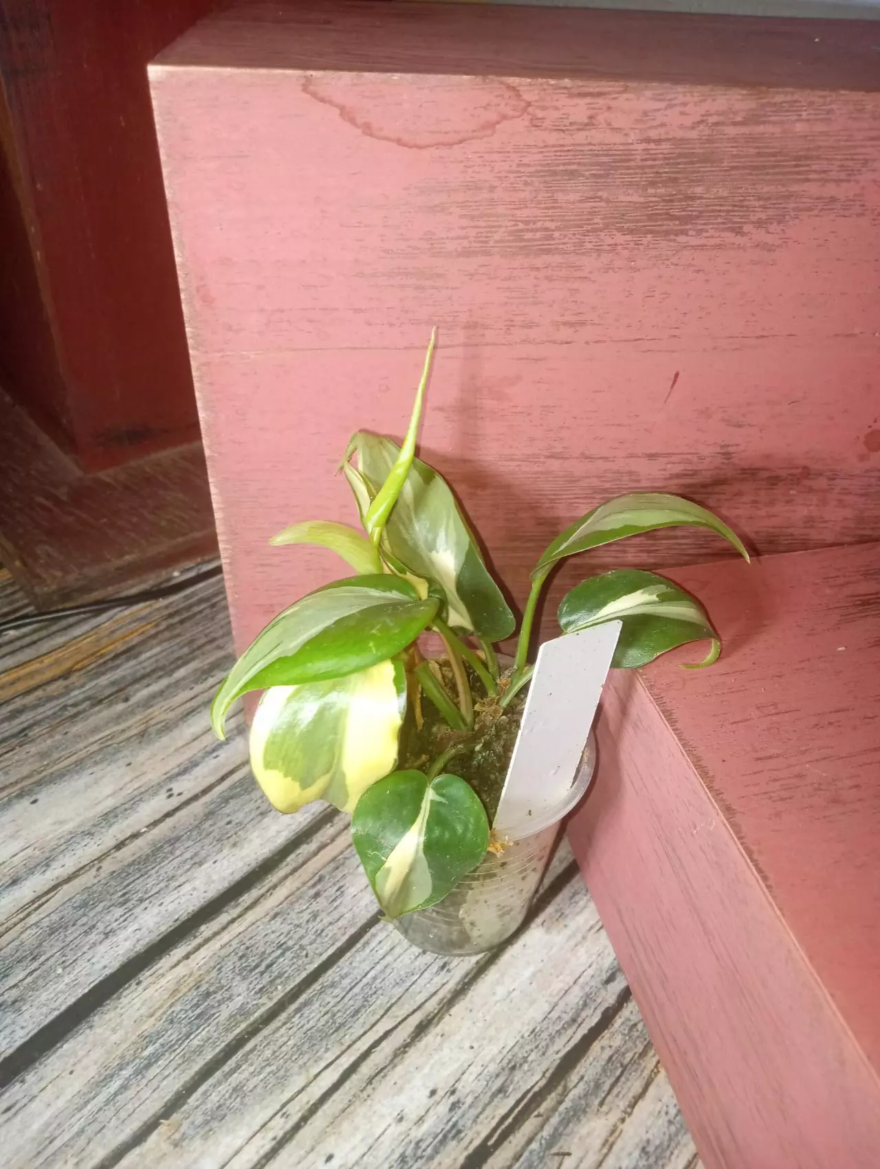 plant/Philodendron hederaceum 'rio' (0186)-2