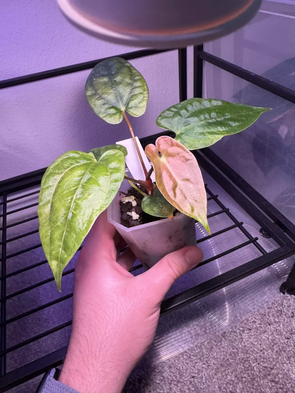 plant/Pap RA 2 x (Carla x sp Nov df)-0