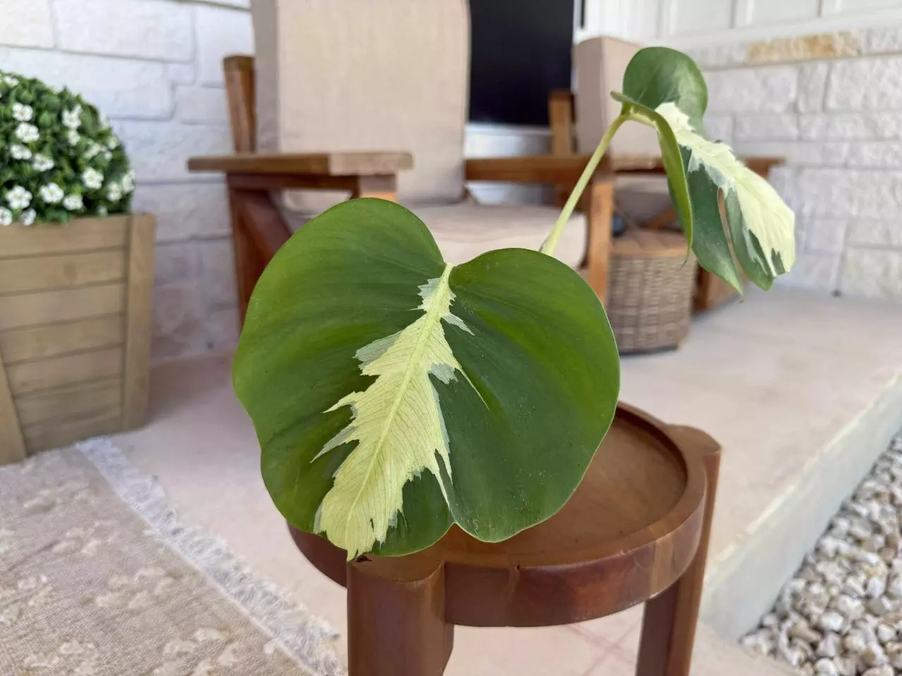 plant/Monstera Lava-0