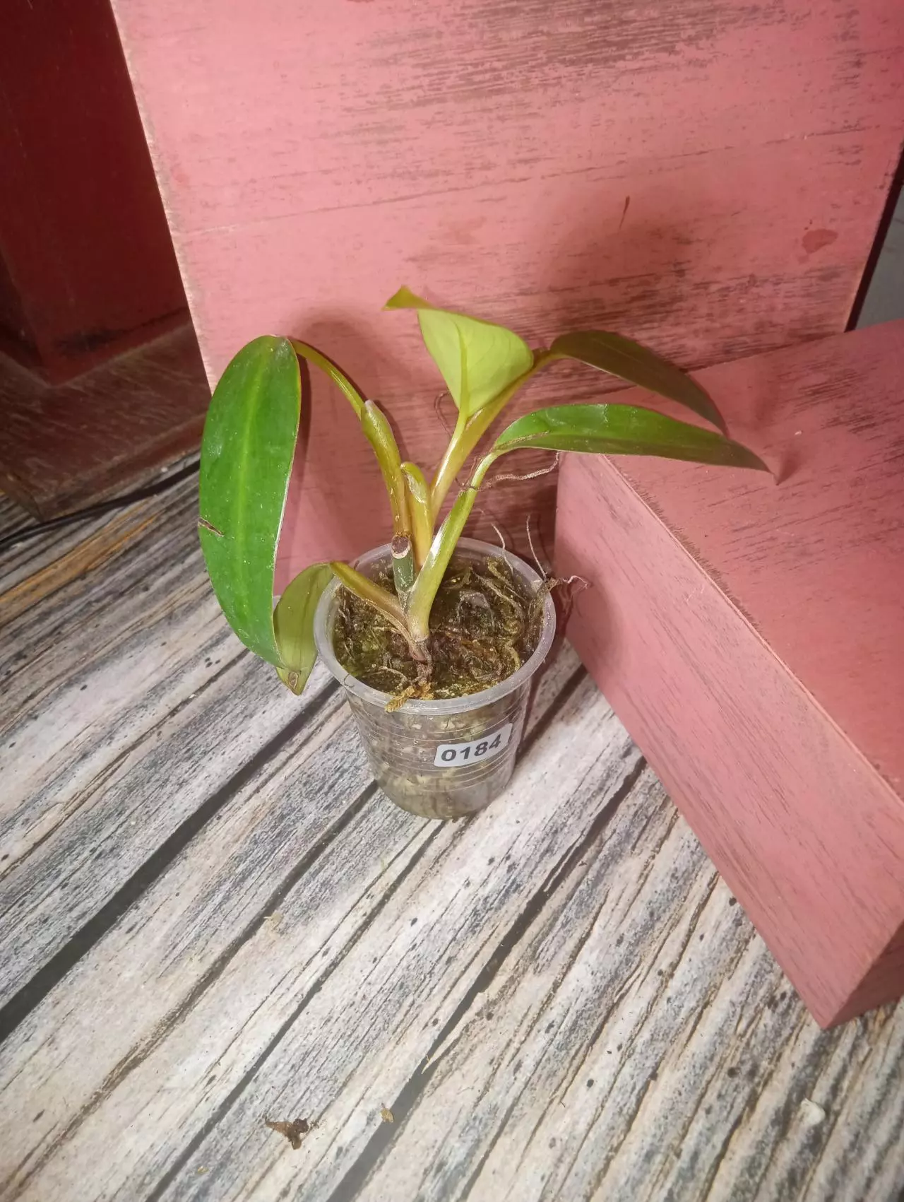 plant/Philodendron red emerald (0184)-2