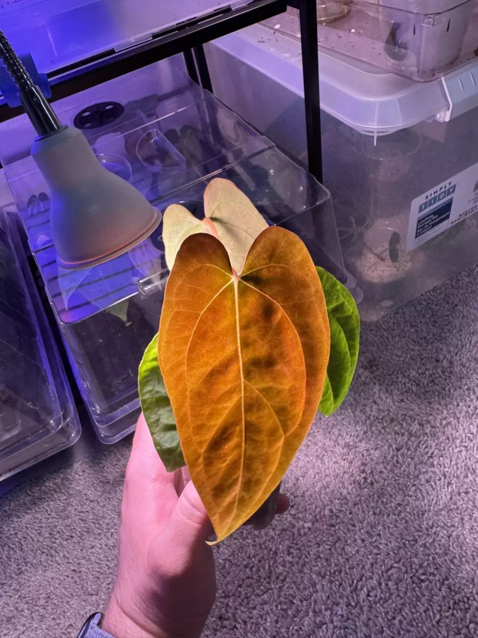 plant/RL self x Guna Yala-1