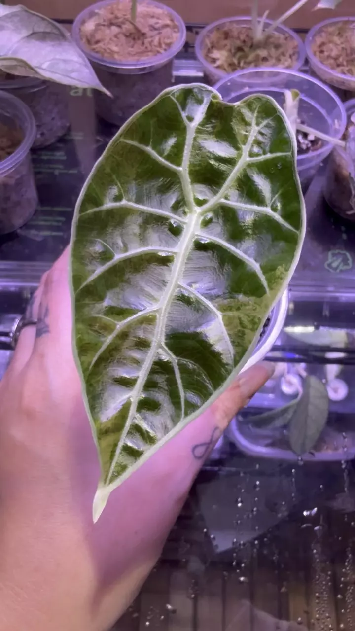 plant/Watsoniana Pink Doff-1