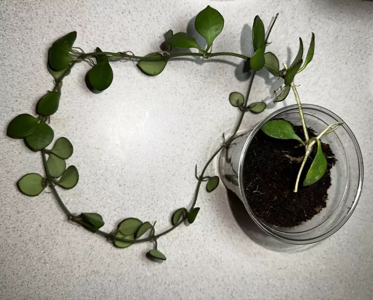 plant/Hoya Carmelae-2