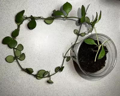 plant/Hoya Carmelae-2-thumbnail