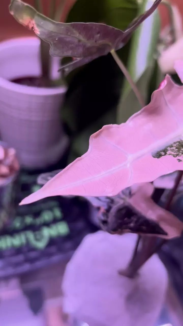 plant/nobilis corm-0