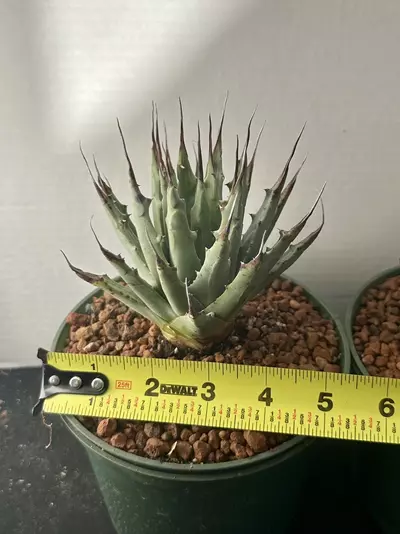 plant/Agave Utahensis var Navadenesis-2-thumbnail