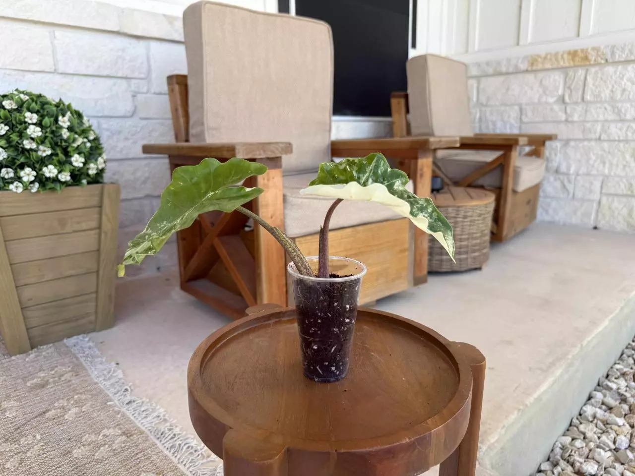 plant/Alocasia Albo Low Rider-7