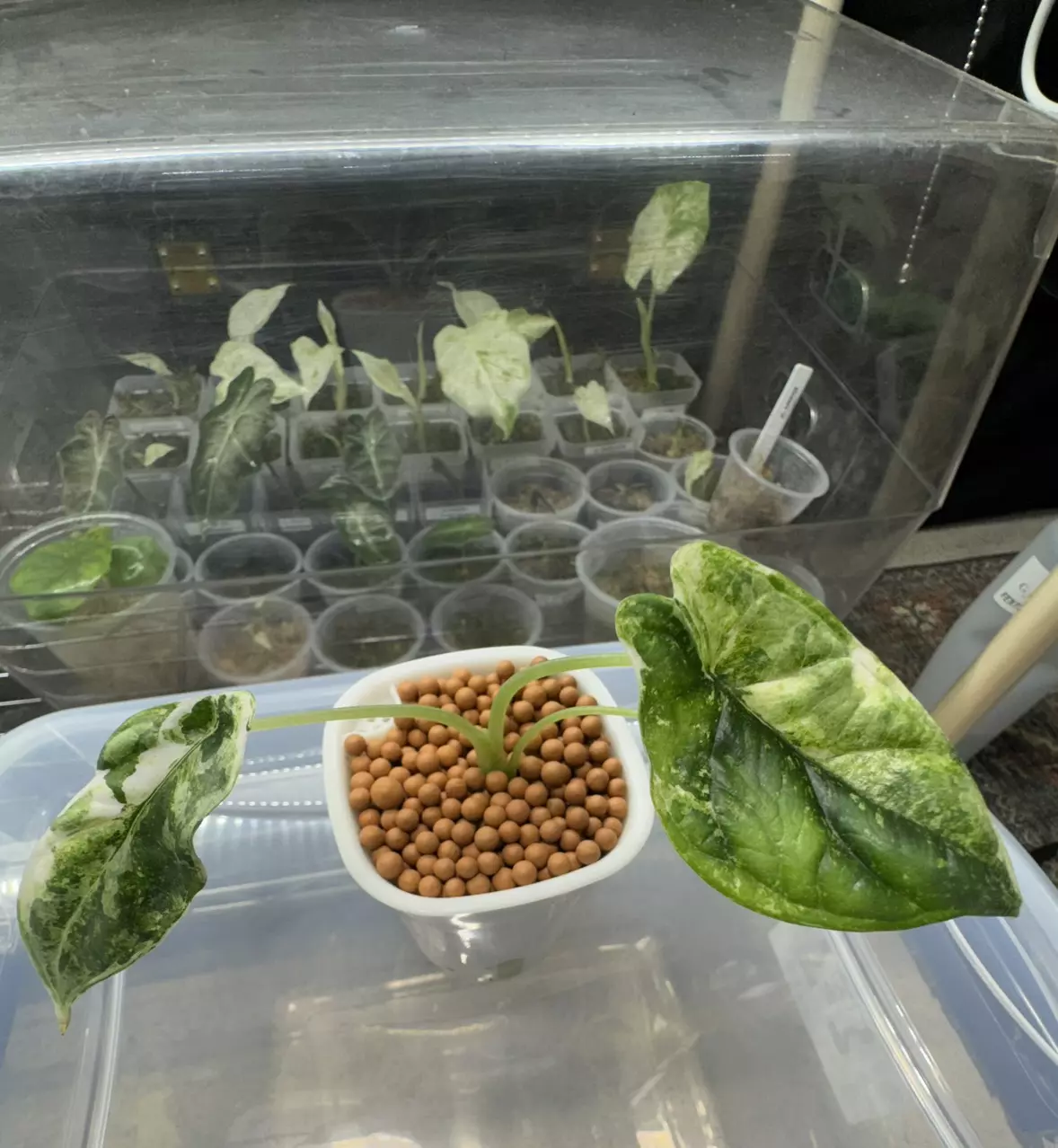 plant/Alocasia Dragon Scale Albo 3”-0