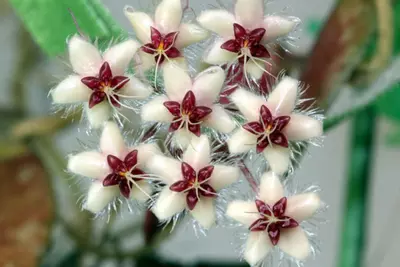 plant/Hoya flagellata rooted-1-thumbnail